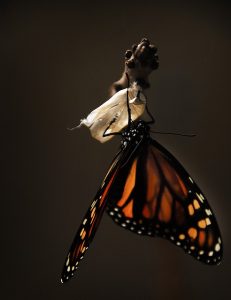 monarch butterfly