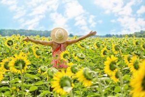 embracing a field of sunflowers