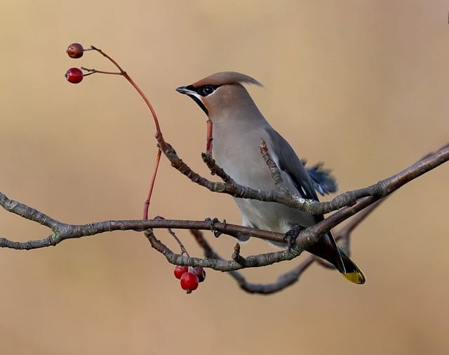 Bird on a branch with red berries in winter