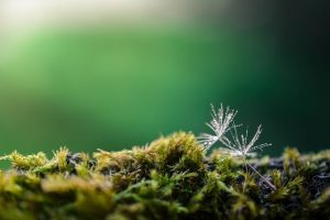 dandelion seed on moss