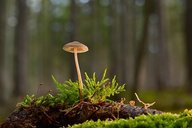 mushroom growing on a tree