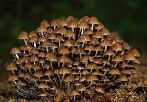 cluster of mushrooms