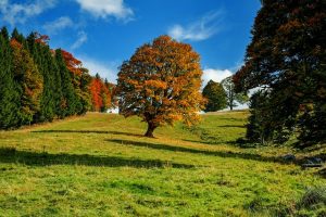 A tree in a field