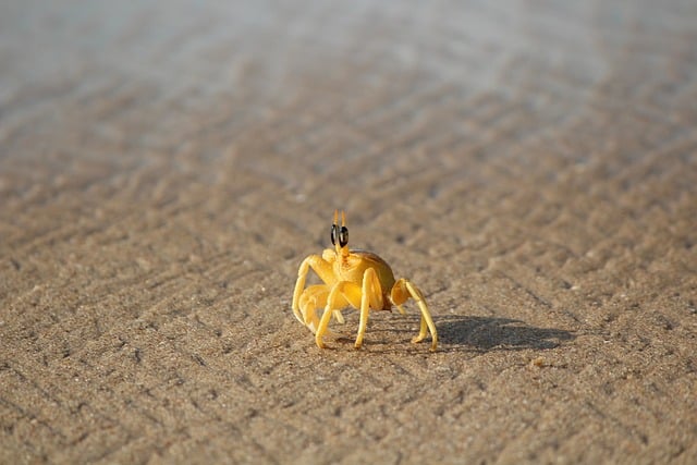 A fiddler crab on the beach