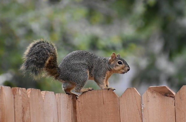 squirrel on a fence