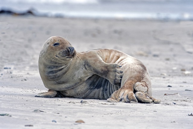 walrus on the beach