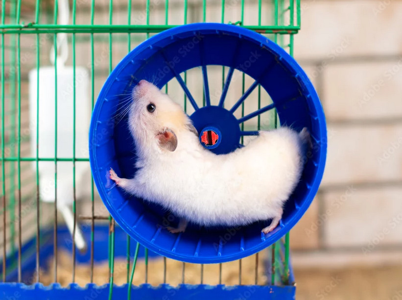 hamster on a wheel