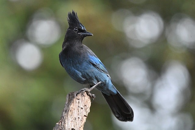 bluebird perched