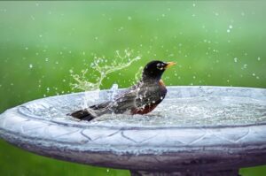 robin in a birdbath