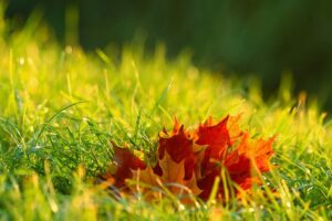 Maple leaf on green grass