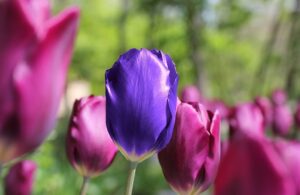 purple tulips close up